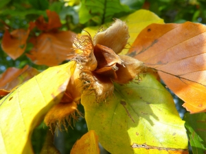 Bucheckern